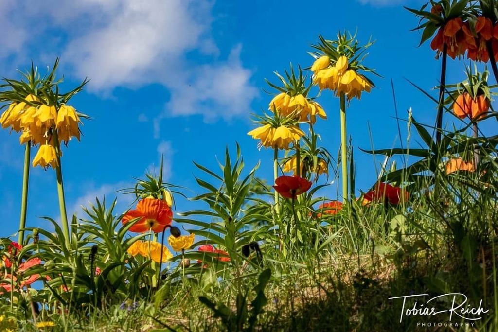 tr_photography's tweet photo. Kaiserkrone
_______________
#trauttmansdorff #trauttmanadorffgarden #trauttmansdorff_gardens #südtirol #sudtirollovers #southtyrol #altoadige #inmemoriamasenka #flowers #flowerpower #flowerstagram #flowerlovers #lumixg70 #lumix #lumixphotography #microf… https://t.co/UrMgy8gndV https://t.co/YEixVl43yF