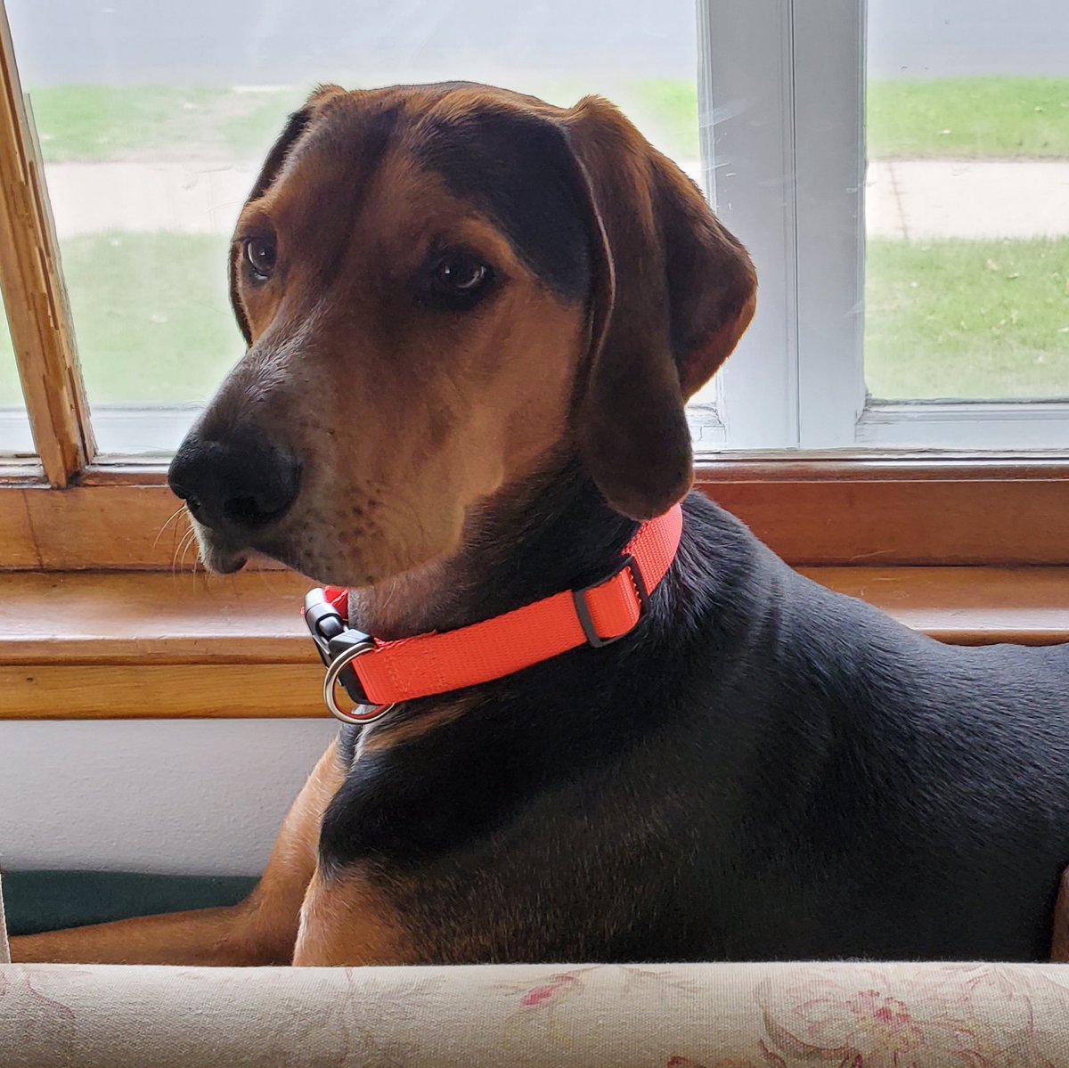 He is Larry with the Orange Collar this week for National #WorkZoneAwarenessWeek but especially for #GoOrangeDay on the 28th! 

Folks (and pets) can show their support for Work Zone Safety tomorrow by wearing orange and sharing on social using #Orange4Safety and #NWZAW 🧡🦺🐕