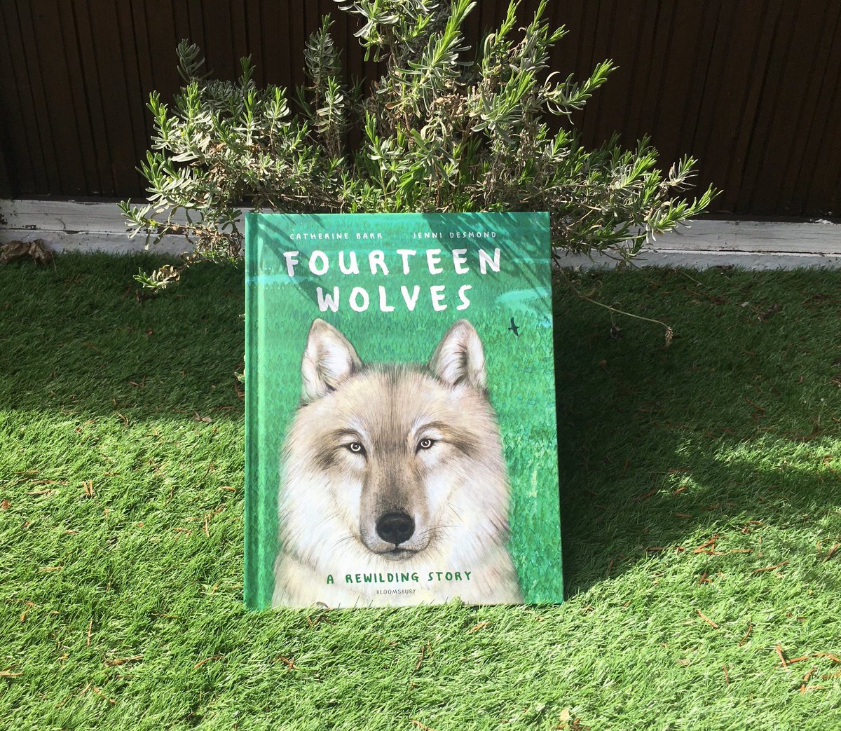 Fourteen Wolves written by  @catherine_barr and illustrated by Jenni Desmond tells the inspiring true story of how wolves returned to Yellowstone Park in 1995. Out now from  @KidsBloomsbury!