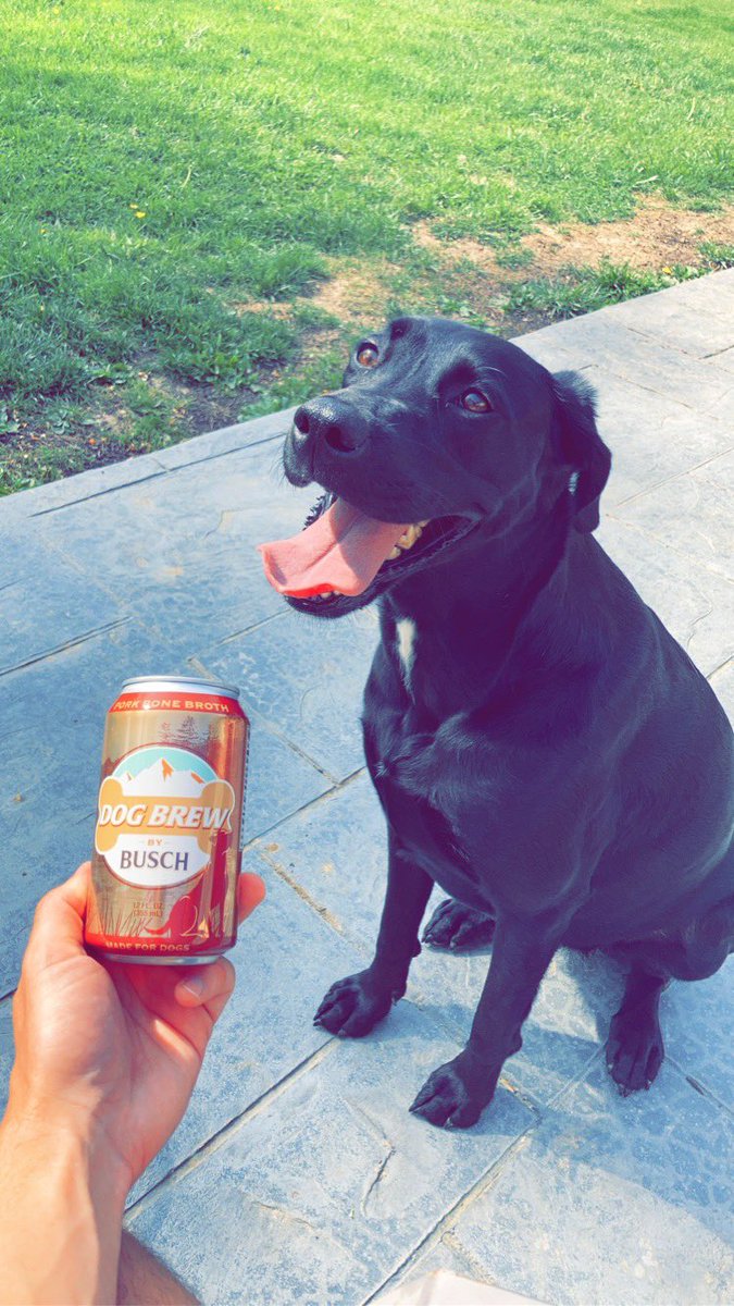 JR_Noller's tweet image. Bonnie had her first taste of doggie beer and loved it! Now I can drink beer with my best friend! What a time to be alive #BuschCTOcontest