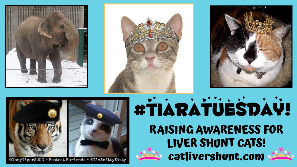 Free Tony The Tiger (@freetonytiger) on Twitter photo 👑#TiaraTuesday
♥<a href="/wahlacat/">Bobbie.</a> <a href="/NewttheCat/">Newt Liver Shunt Cat</a> <a href="/lucyliberte/">Lucy</a> <a href="/IAmSmittyKitty/">Smitty</a>
🐅<a href="/TonyTiger2000/">Tony Tiger</a> LOVED:
👑#TiaraTuesday
🐘#TrunksUpTuesday
🐯#TigerTuesday
🐟#ToonaToosday
🍚#TapeeokaToosday
🐱Raising Awareness for Liver Shunt #Cats
🐈catlivershunt.com
🌈#FreeTonyTiger #TonyAlways 👑#TiaraTuesday
♥<a href="/wahlacat/">Bobbie.</a> <a href="/NewttheCat/">Newt Liver Shunt Cat</a> <a href="/lucyliberte/">Lucy</a> <a href="/IAmSmittyKitty/">Smitty</a>
🐅<a href="/TonyTiger2000/">Tony Tiger</a> LOVED:
👑#TiaraTuesday
🐘#TrunksUpTuesday
🐯#TigerTuesday
🐟#ToonaToosday
🍚#TapeeokaToosday
🐱Raising Awareness for Liver Shunt #Cats
🐈catlivershunt.com
🌈#FreeTonyTiger #TonyAlways