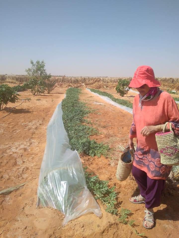Assabiya_'s tweet photo. Ce vieux couple passionné d'agriculture oasienne après 7 ans de labeur met en place les jardins partagés de Tmimoun. Des centaines de familles se relaient et travaillent la terre en pleins désert algérien. Les récoltent sont faramineuses 🙏 https://t.co/SnN06y5bXk