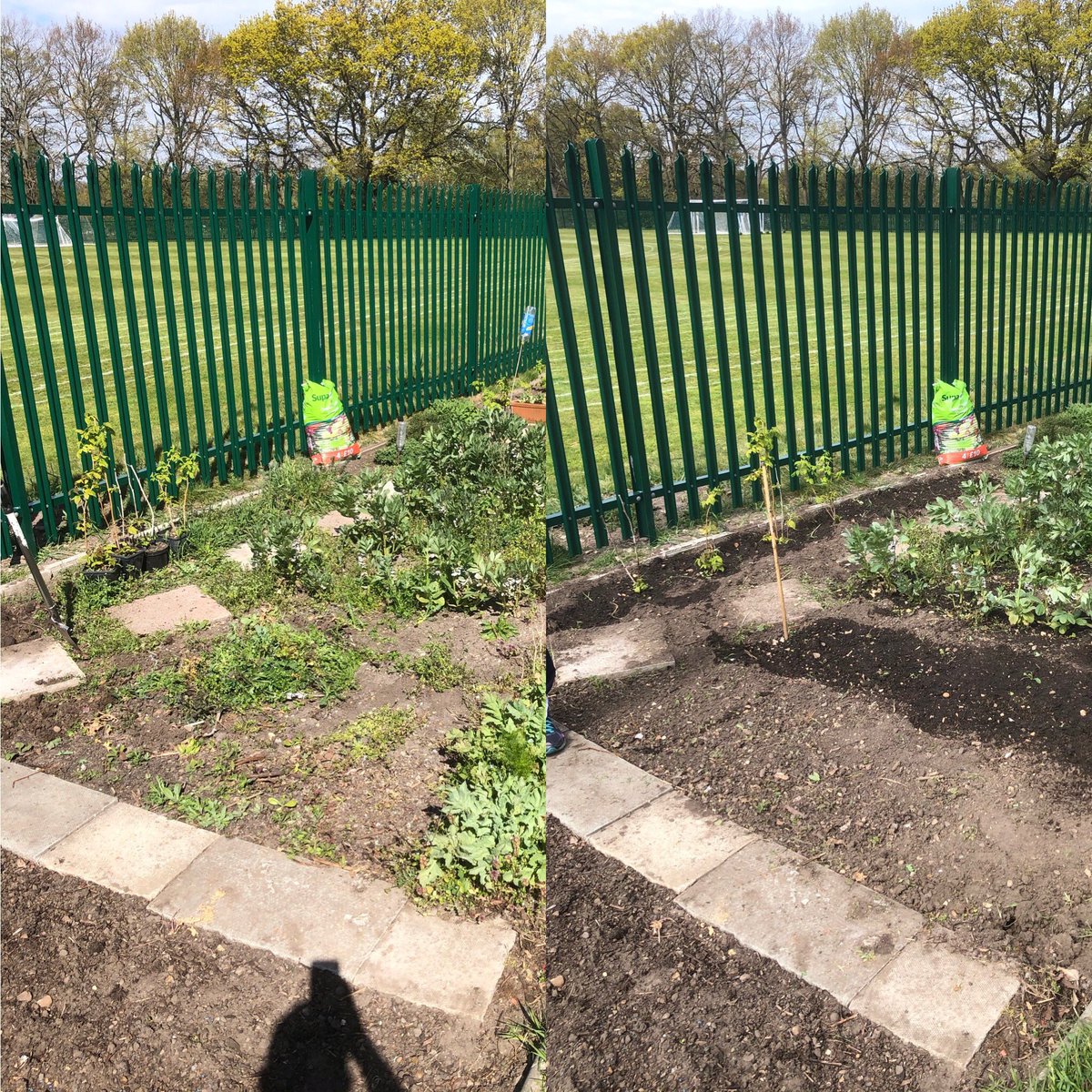 DanRunning's tweet image. I’ve been a bit lazy when it comes to the allotment but thanks to @davesrust for helping me out today ❤️