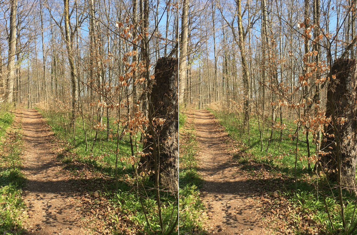  #waldszenen 20210426Browse this thread to see the same forest spot change from day to day ... Double mounts are  #3D. Read on to test this experience:  https://twitter.com/mweiss_tue/status/1373970623739879425?s=20