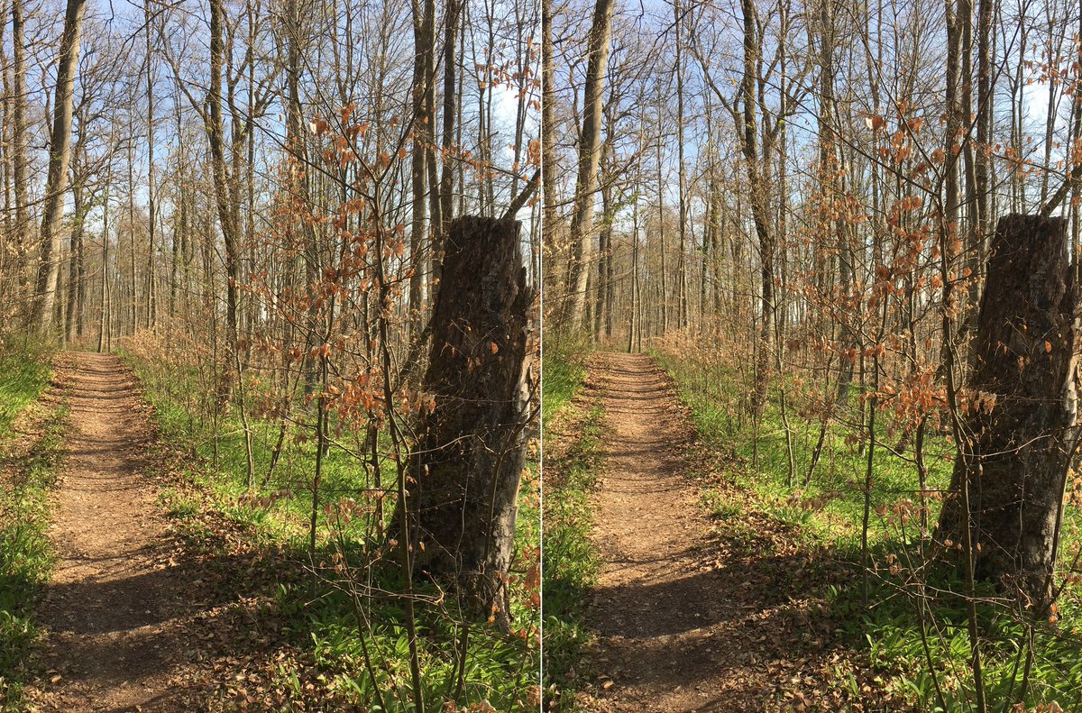  #waldszenen 20210427Browse this thread to see the same forest spot change from day to day ... Double mounts are  #3D. Read on to test this experience:  https://twitter.com/mweiss_tue/status/1373970623739879425?s=20