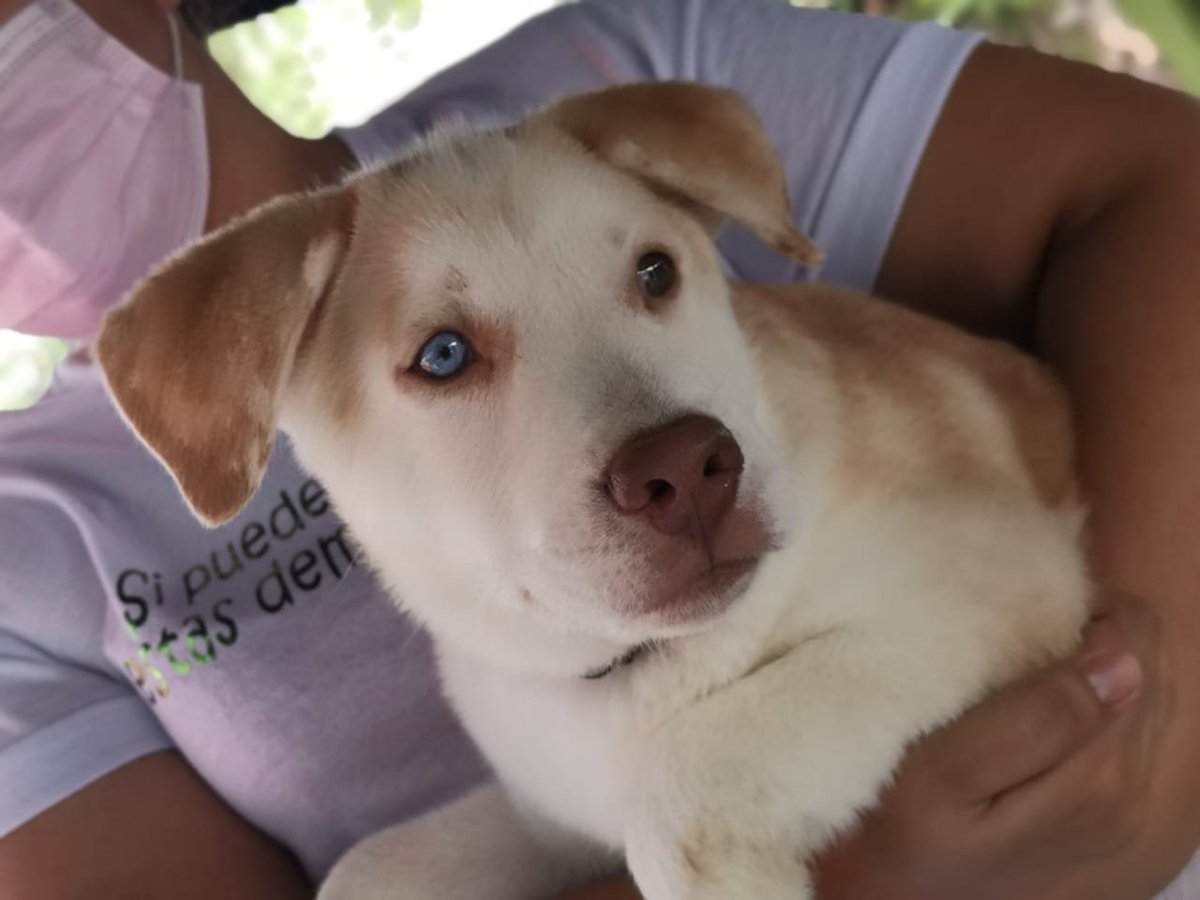 alcaldia_ss's tweet photo. 🐶🐱 | Ahora los peluditos del hogar de la comunidad San Luis en el Distrito II, recibieron sus vacunas como parte de nuestra jornada canina y felina.
📲 | Te contamos todos los detalles en: https://t.co/0xPaIiSMo1
#SSesTuyo https://t.co/3xkRfVHE8H