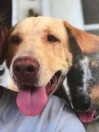 kaylamarie413's tweet photo. Update on Buddy the dog who was tortured and lit on fire. He is doing better and the reward has been raised. Here is the latest update. East #TateCounty #MS call Tate County Sherrifs office. https://t.co/oZP52Vqh7S