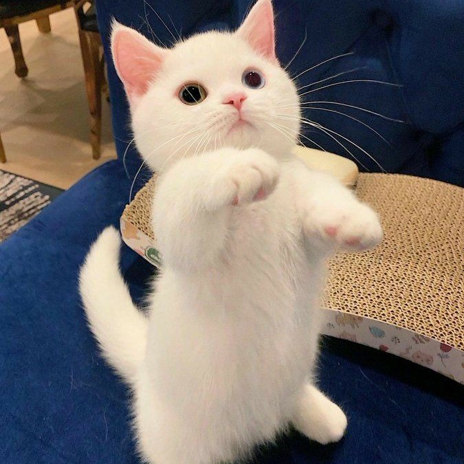 Fresi_Hobi's tweet photo. Felicidades adoptaste un gatito con tu 4 @ ♡ https://t.co/dAn0YwkIYa