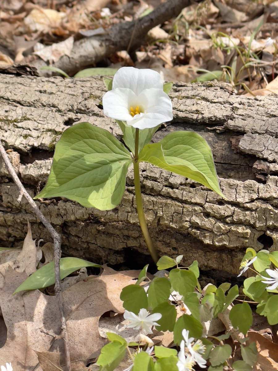 JRussPhoto's tweet image. #ShotoniPhone