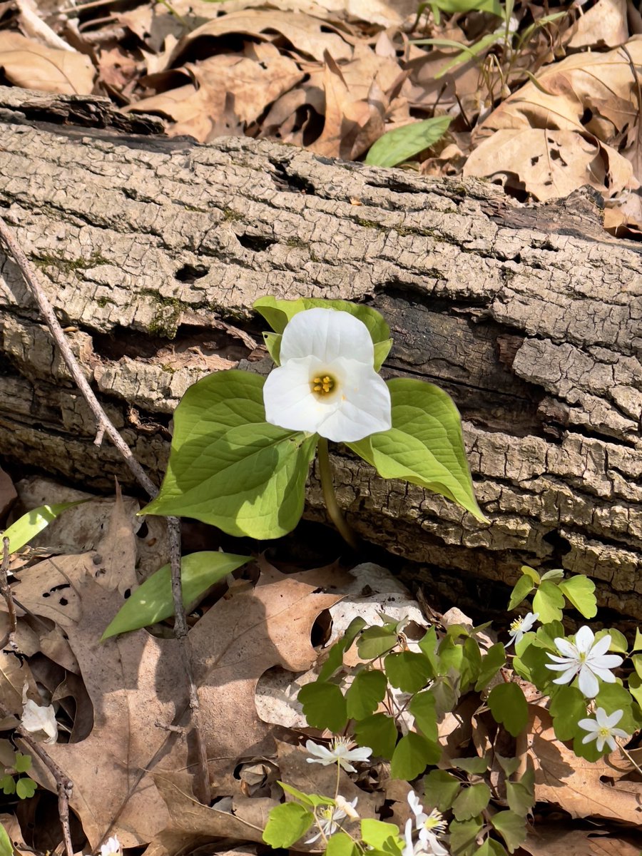 JRussPhoto's tweet image. #ShotoniPhone