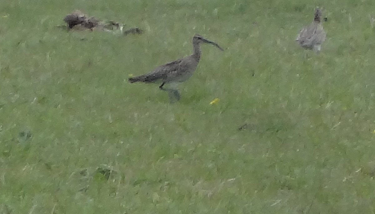 Star birds from kingfisher bridge &amp; burwell fen today <a href="/CambsBirdClub/">Cambs Bird Club</a>