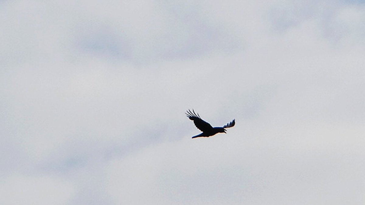 Nigel lister tweet media