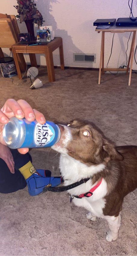 thrasher19741's tweet photo. @BuschBeer #BuschCTOcontest Our dog Nova is the perfect candidate for the position! Nova can match me beer for beer anytime anywhere! https://t.co/leJMXMdWcd