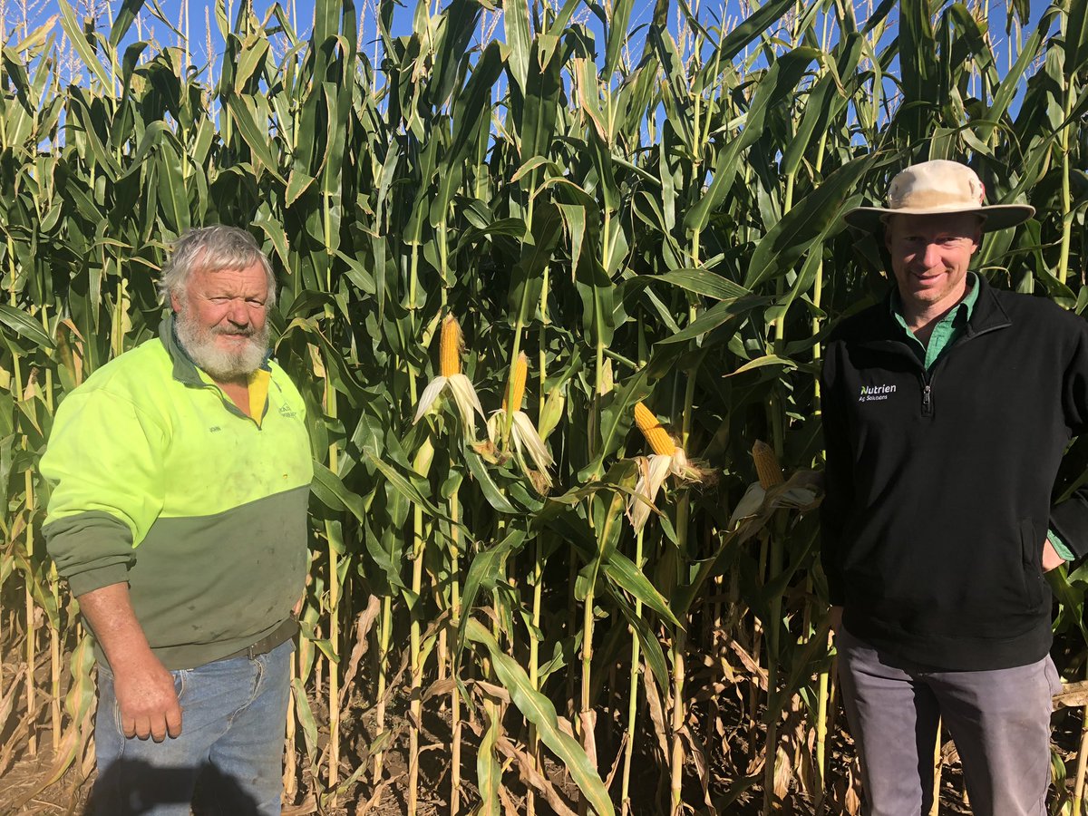 John of #eadesforages and Dan Andrew’s <a href="/NutrienSthEast/">Nutrien Vic SA Tas</a> inspecting the <a href="/PacificSeeds/">Pacific Seeds</a> #Pac606IT ready for chopping near Lockington Victoria in general yields are better than average but most importantly #starch is up there too👍