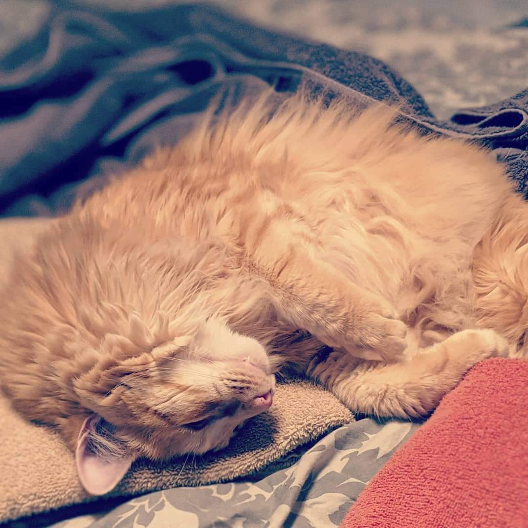 BrandoSuperhero's tweet photo. Look at this boy. Just look at him. He loves the warm towels. #AbeTheCat #TheFuzzyOne https://t.co/RmKDsx448j