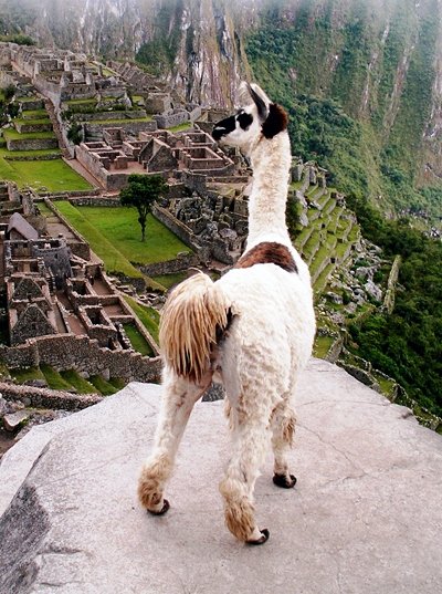 llamaswap's tweet photo. 🏔🦙Any other $LAMA's feeling on top of the world?! 🦙🏔

Only because we have the BEST high yield #defi farm on the #BinanceSmartChain 😎

#llamaswap #crypto #BSC #BSCGem #cryptocurrency https://t.co/6W3m3XPGAK
