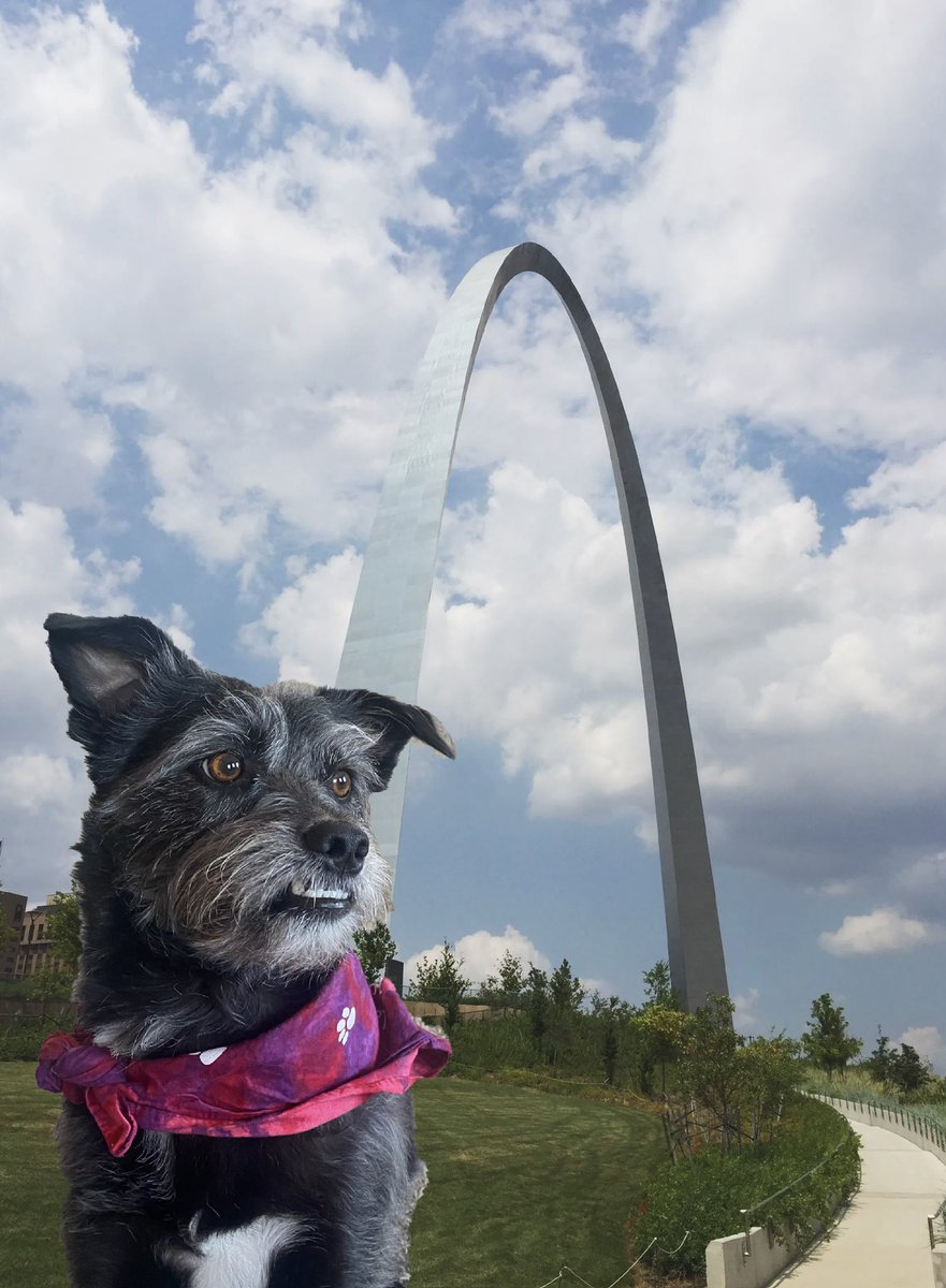 soulardpup's tweet image. #BuschCTOcontest