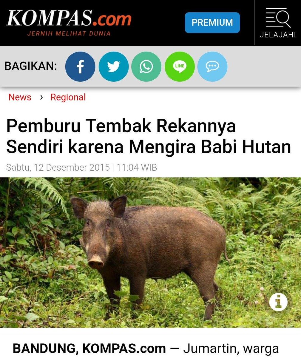 Kalian terlalu sibuk dengan babi ngepet lol