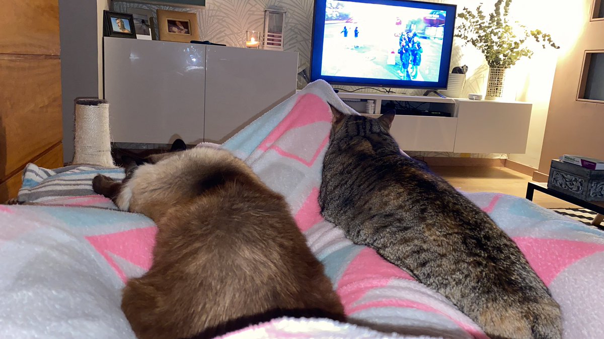 Miau tweet media
