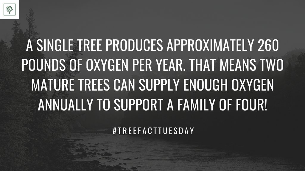 TreesForBooks's tweet image. #treesforbooks #treefacttuesday