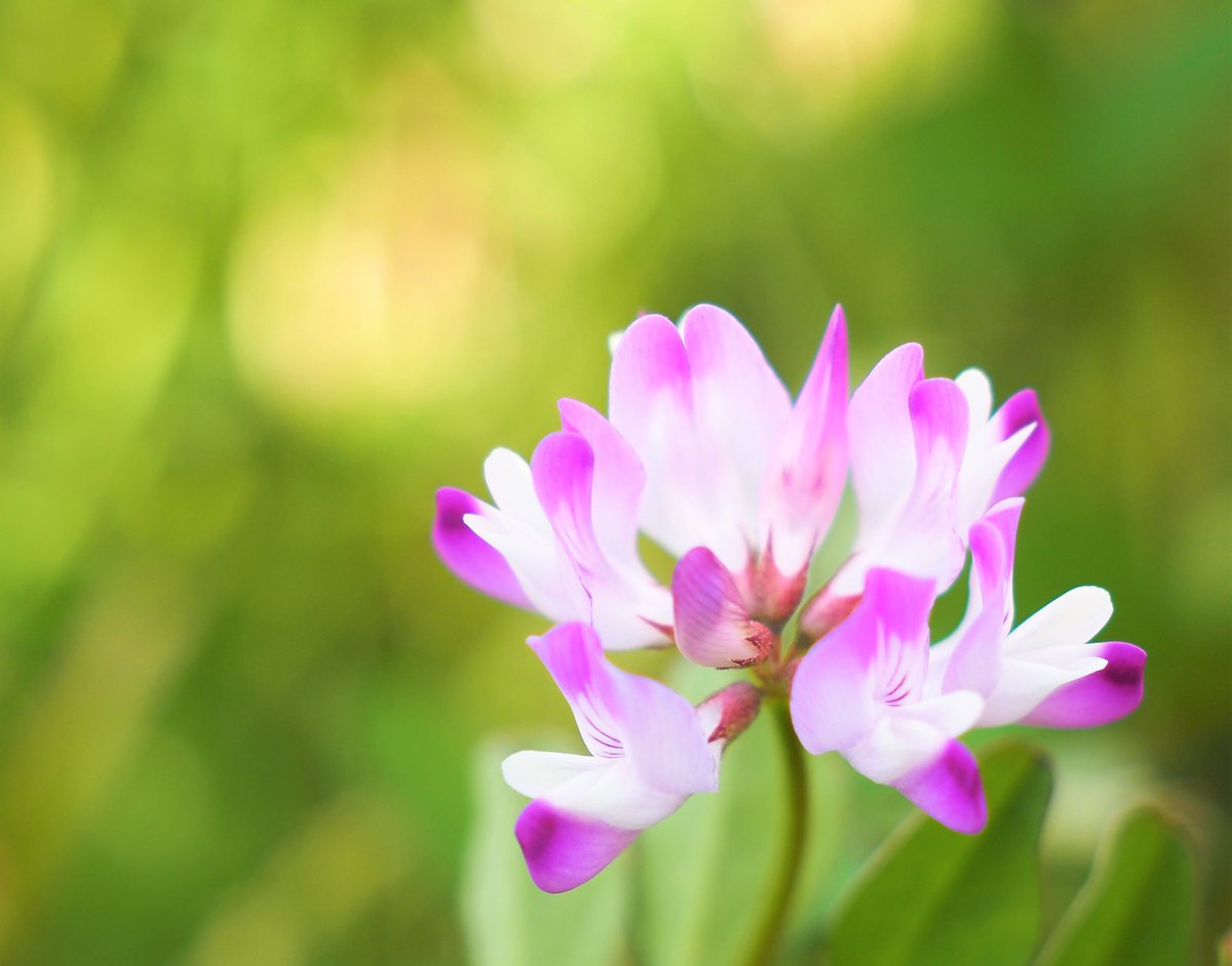 れんげ草 れんげ草