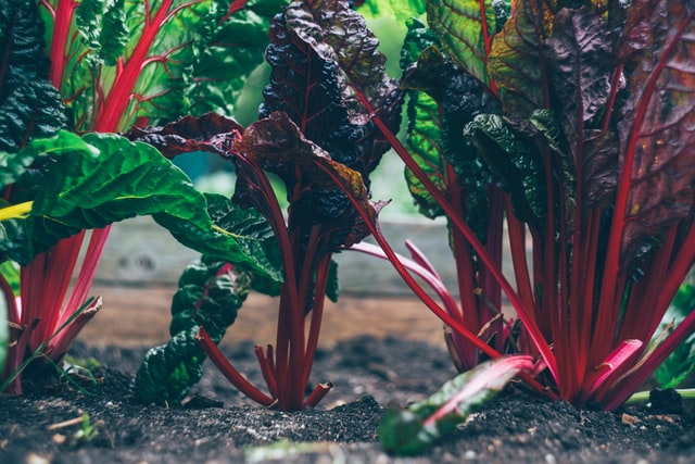 Swiss Chard a nutritional powerhouse, in season now, loaded with Vitamins K, A, and C.  Check out my latest blog and learn more about this beautiful leafy green!
wellnesswithsonya.com/blog-posts/swi…