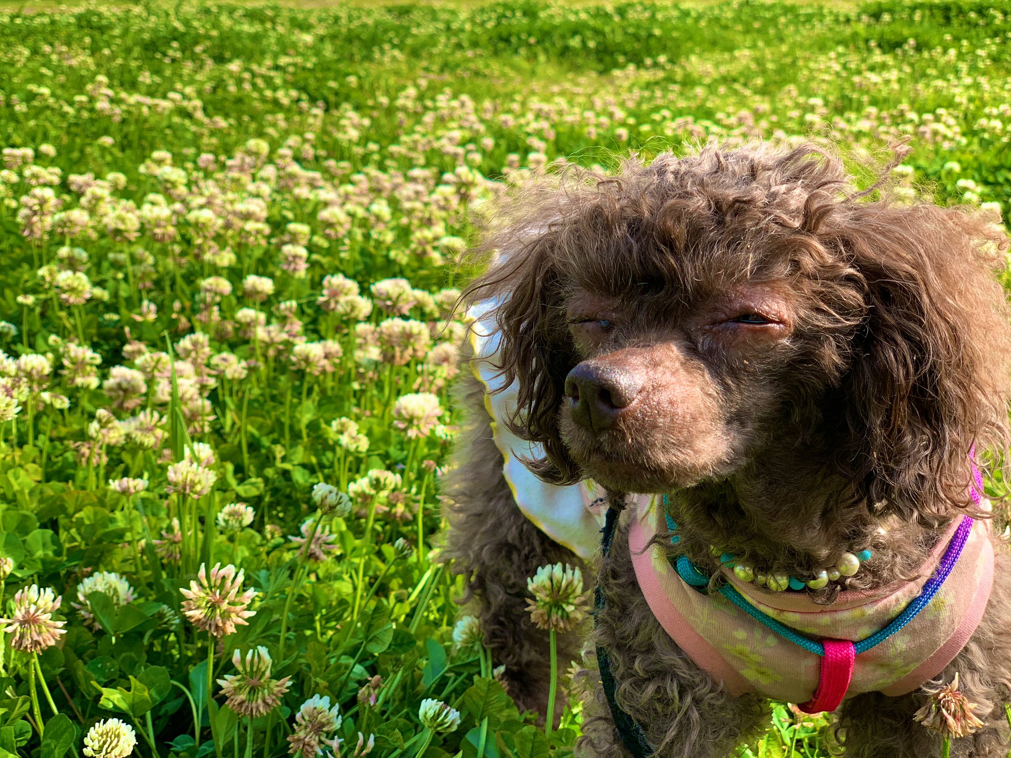 トイプードルのフォーン 脳腫瘍闘病中 Fown09 Twitter