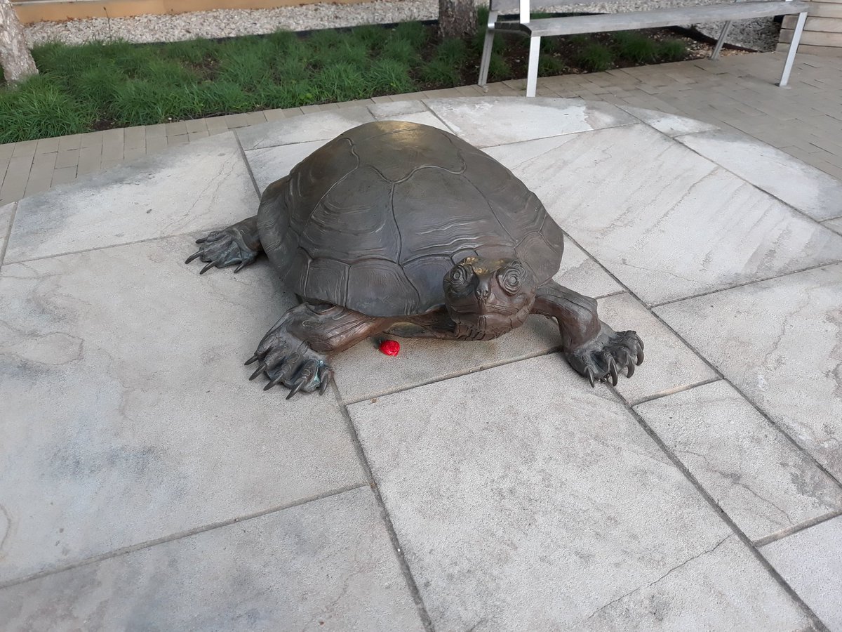 Why hello, handsome Mr. Tortoise! I know you can hustle faster than your reputation says when you  #WalkForTheWild.
