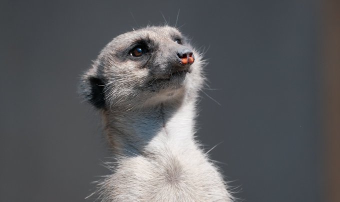 ミーアキャットのtwitterイラスト検索結果 古い順