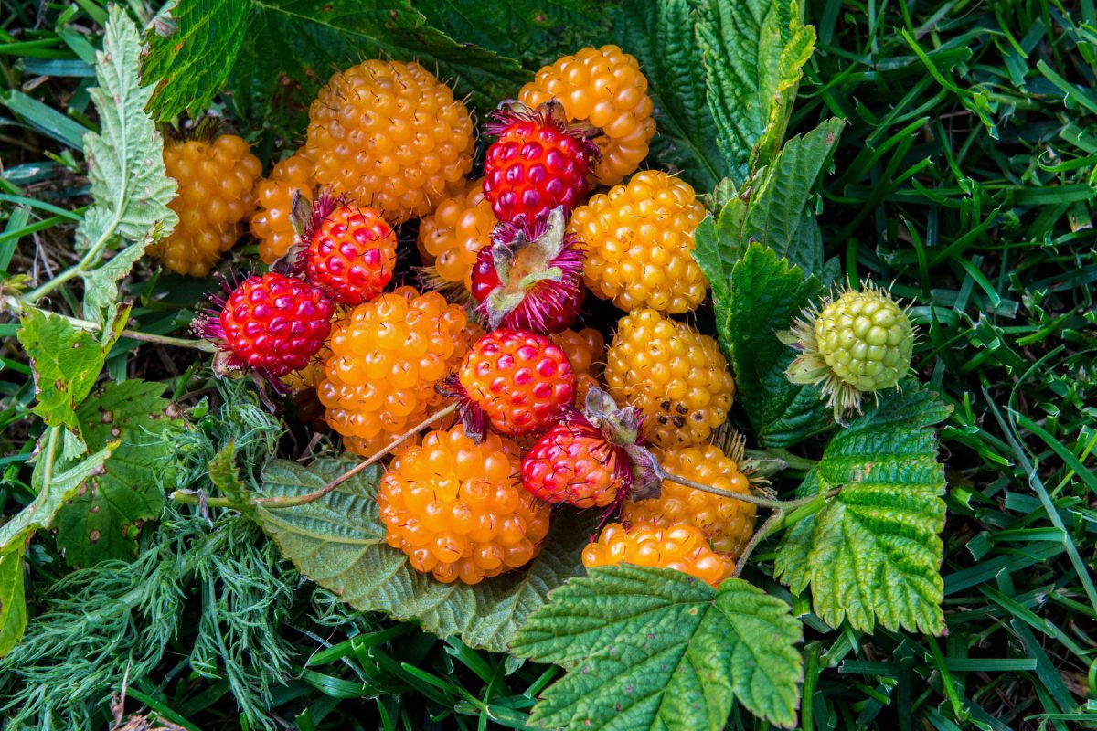 I grew up eating—and loving—salmonberries in the Pacific Northwest, but I have a whole new appreciation for them (and their ties to salmon!) after reading this piece from @jesshousty  

hakaimagazine.com/features/thriv…