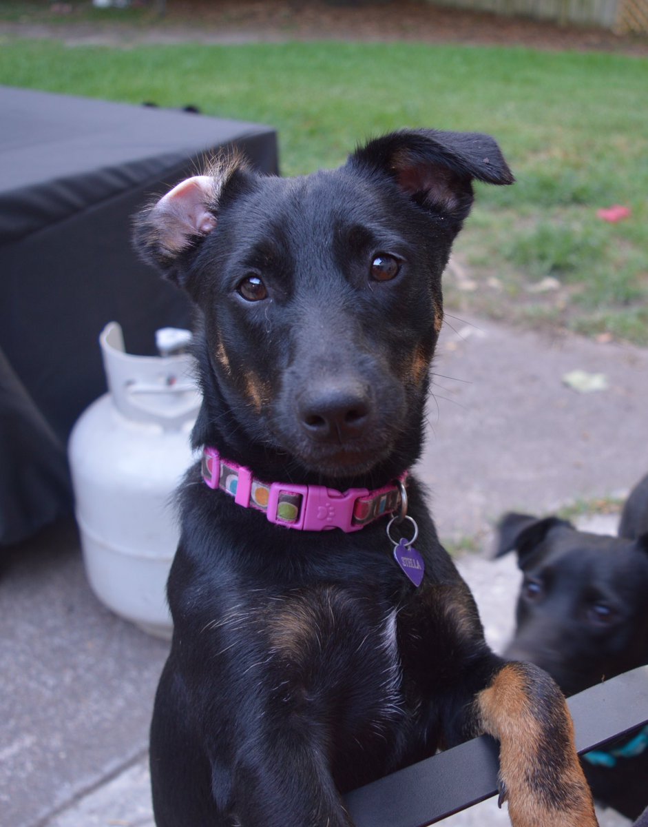 HN_JAD's tweet image. Stella is ready for the Task!  #BuschCTOcontest @BuschBeer 🤙