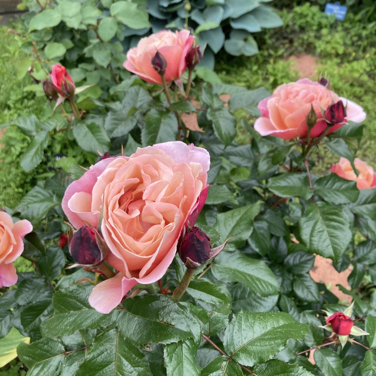 葉っぱもツヤツヤ 早咲きで四季咲きなのでたくさん楽しめる品種です