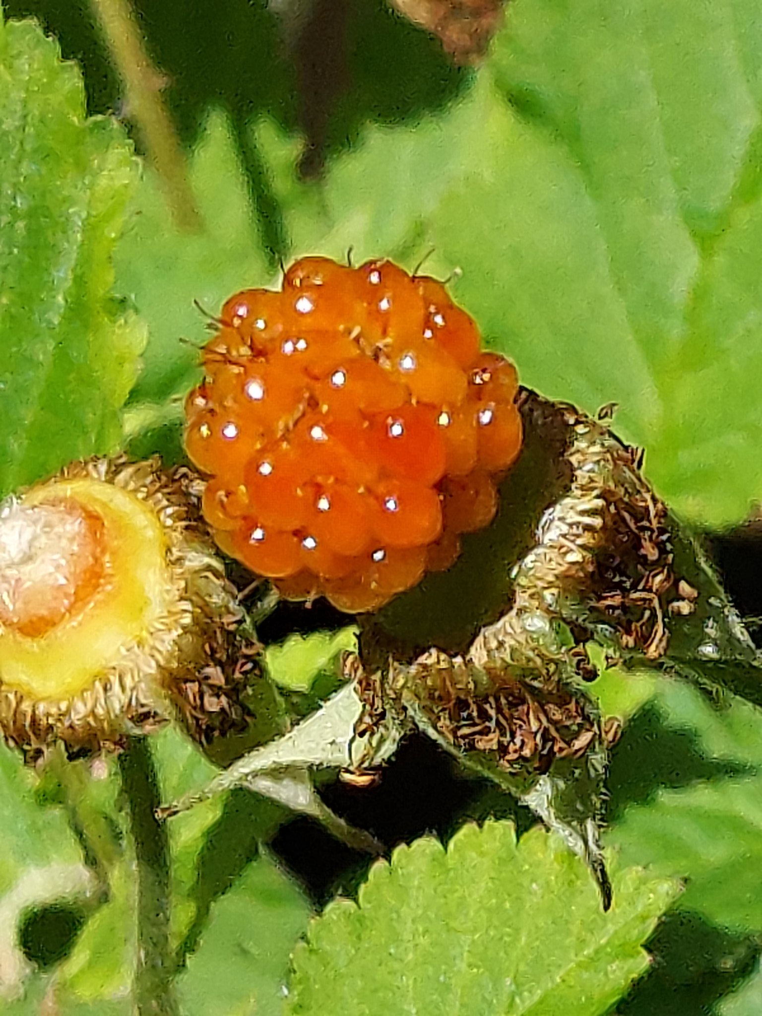 木イチゴ Twitter Search Twitter