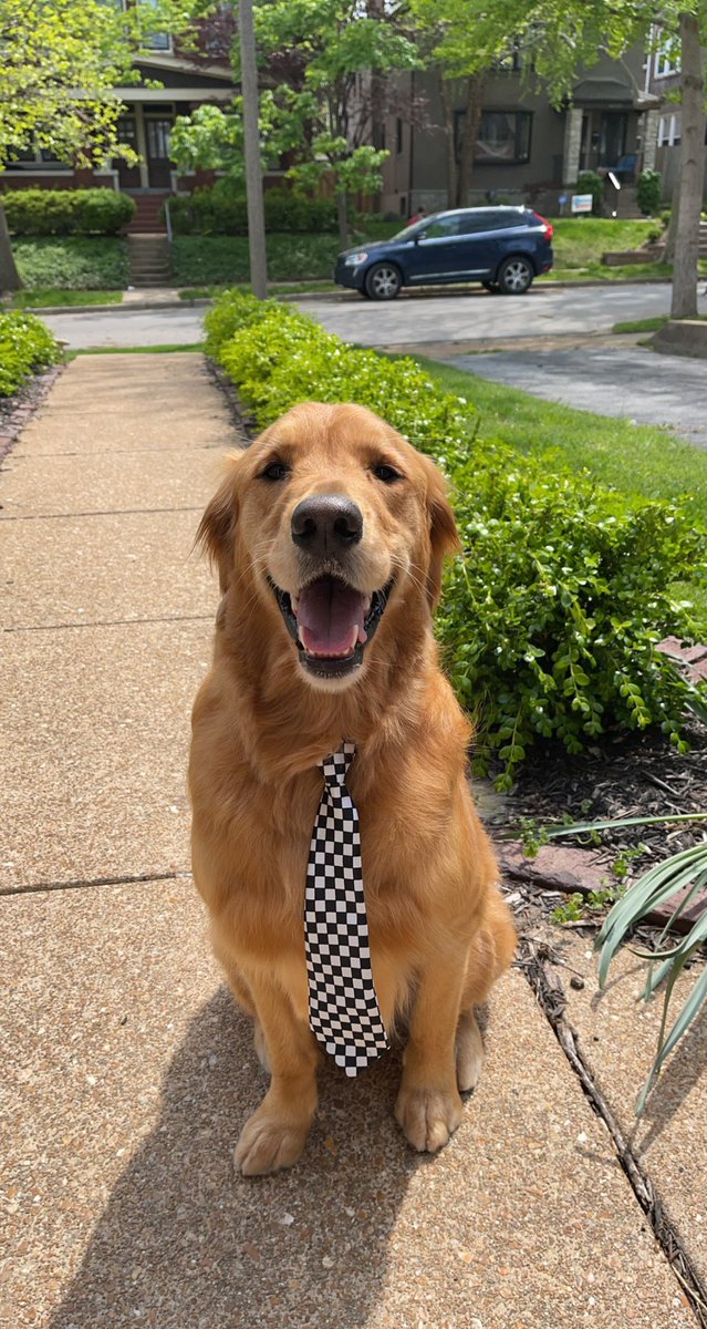 iamCurdiB's tweet image. Declan is ready for work. He once consumed 13 bagels in a single sitting.  #BuschCTOcontest