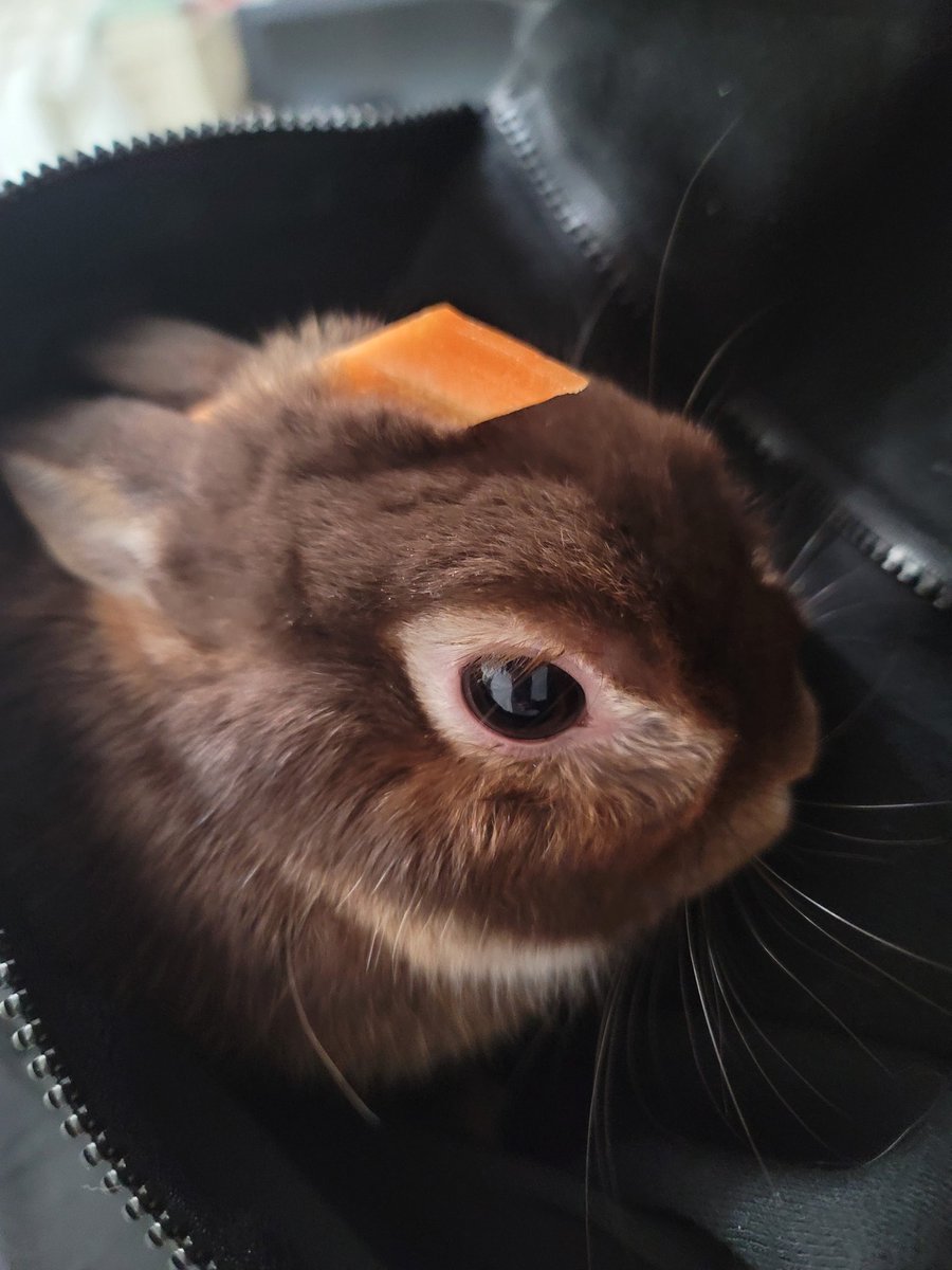 R66Y_tk's tweet photo. 人参を頭に乗せられ遊ばれる「ちょこ」 https://t.co/F0dakRScEm