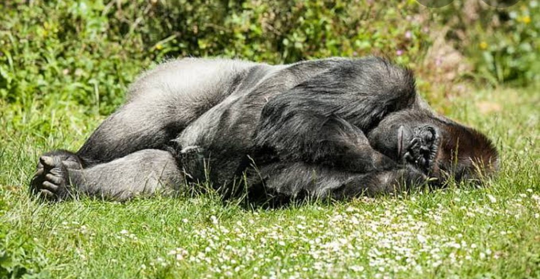 Gorilla animal. Обезьяна лежит. Спящие животные.