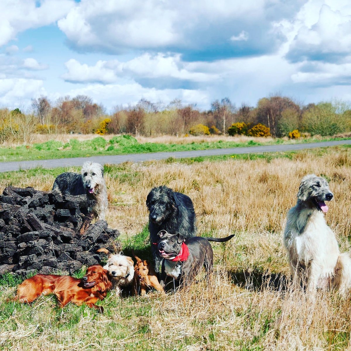 Can’t beat an Irish ☘️ Bog 
#funtimes #positivevibes #ireland #bog #turf #meath ⁦#irishMerrionHotel⁩ #mentalhealth #outdoors #dogs #irishwolfhound ⁦<a href="/BrianMcFadden/">Brian mcfadden</a>⁩ ⁦<a href="/NiallOfficial/">Niall Horan</a>⁩
⁦<a href="/DiscoverIreland/">Discover Ireland</a>⁩ ⁦<a href="/frank_oconnor/">Frank O'Connor</a>⁩ ⁦<a href="/davidmcw/">David McWilliams</a>⁩ ⁦<a href="/nbrez/">Nicolasa Breznak</a>⁩