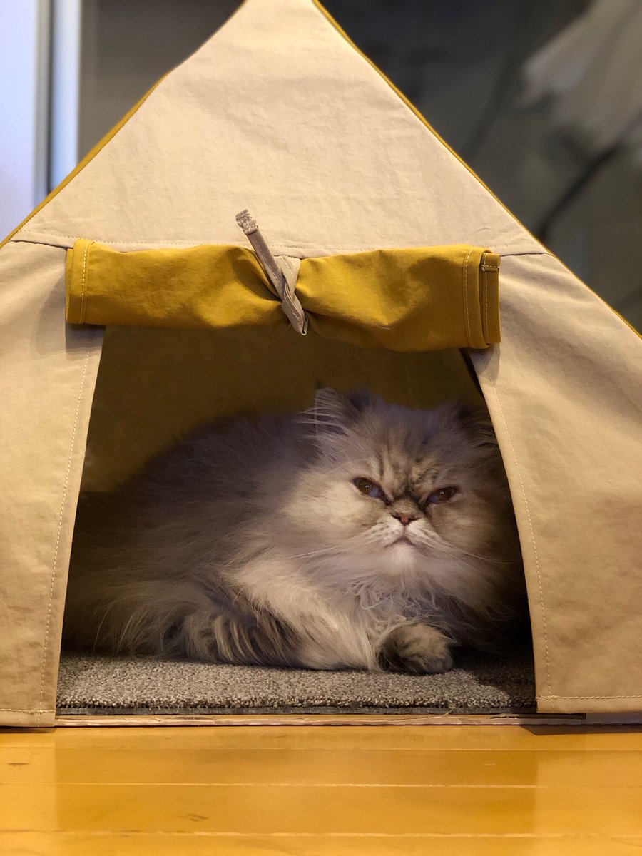 公式 Nekoto 猫のテント モニターにゃんずのご紹介 Instagram Muu Bonaparte さんです 天気のいい空の下で仲良くキャンプ マスタードのカーペットめちゃくちゃ可愛いのでおすすめです むぅぽこちゃんは猫のテントの作り方をおしゃれな動画