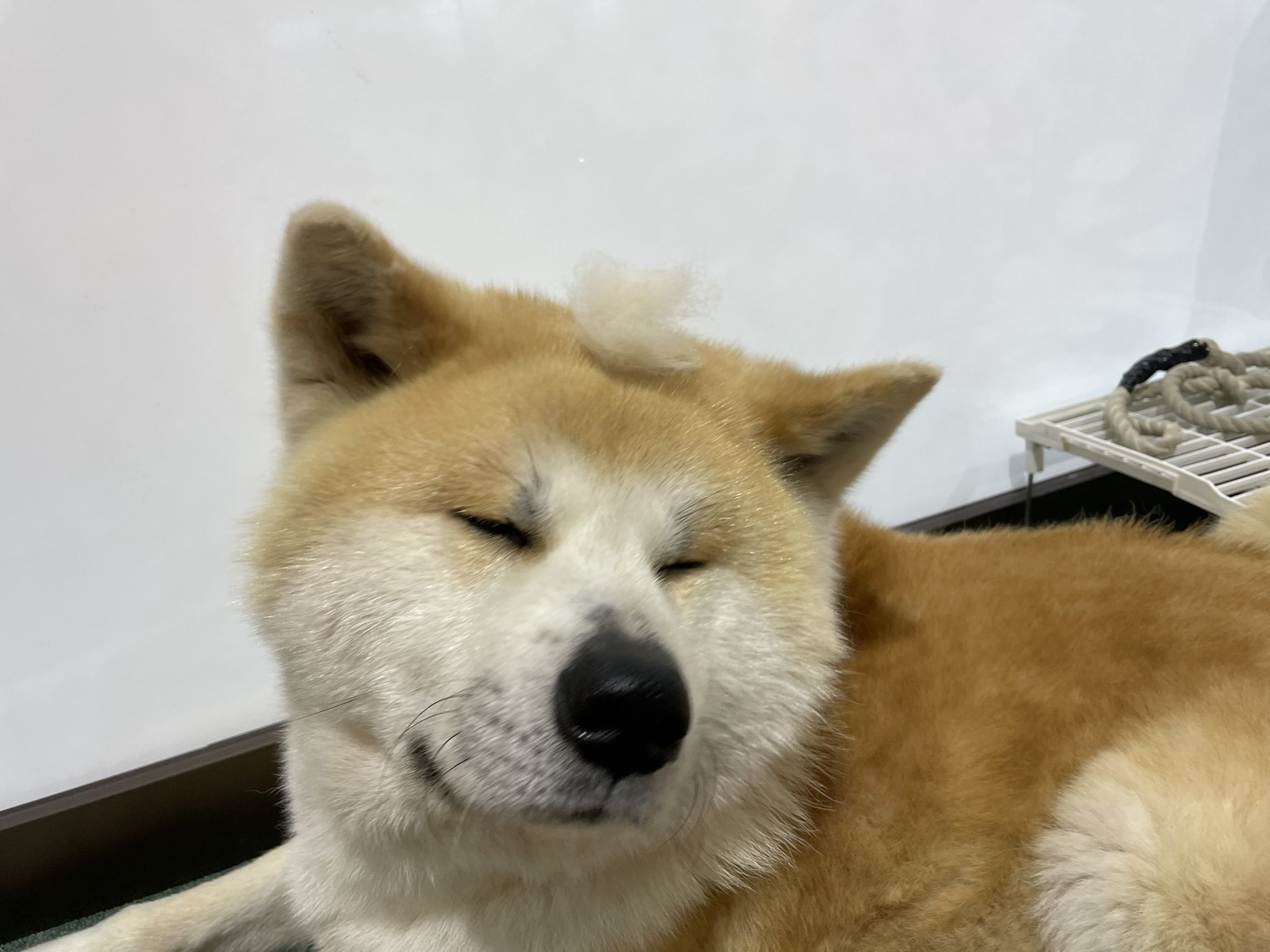 秋田犬の里 公式 本日4月28日 水 午前の部 9 30 13 00 は 赤毛の男の子 テツくん 2歳 が お出迎え中です 秋田犬の里 きょうの秋田犬 T Co Ovenu5yhpf Twitter