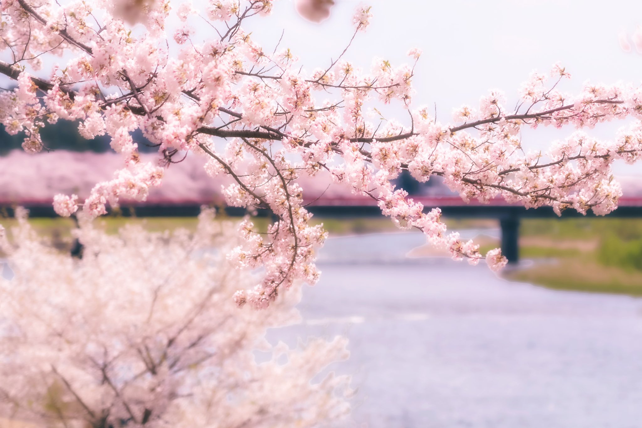 桜が綺麗 Twitter Search Twitter