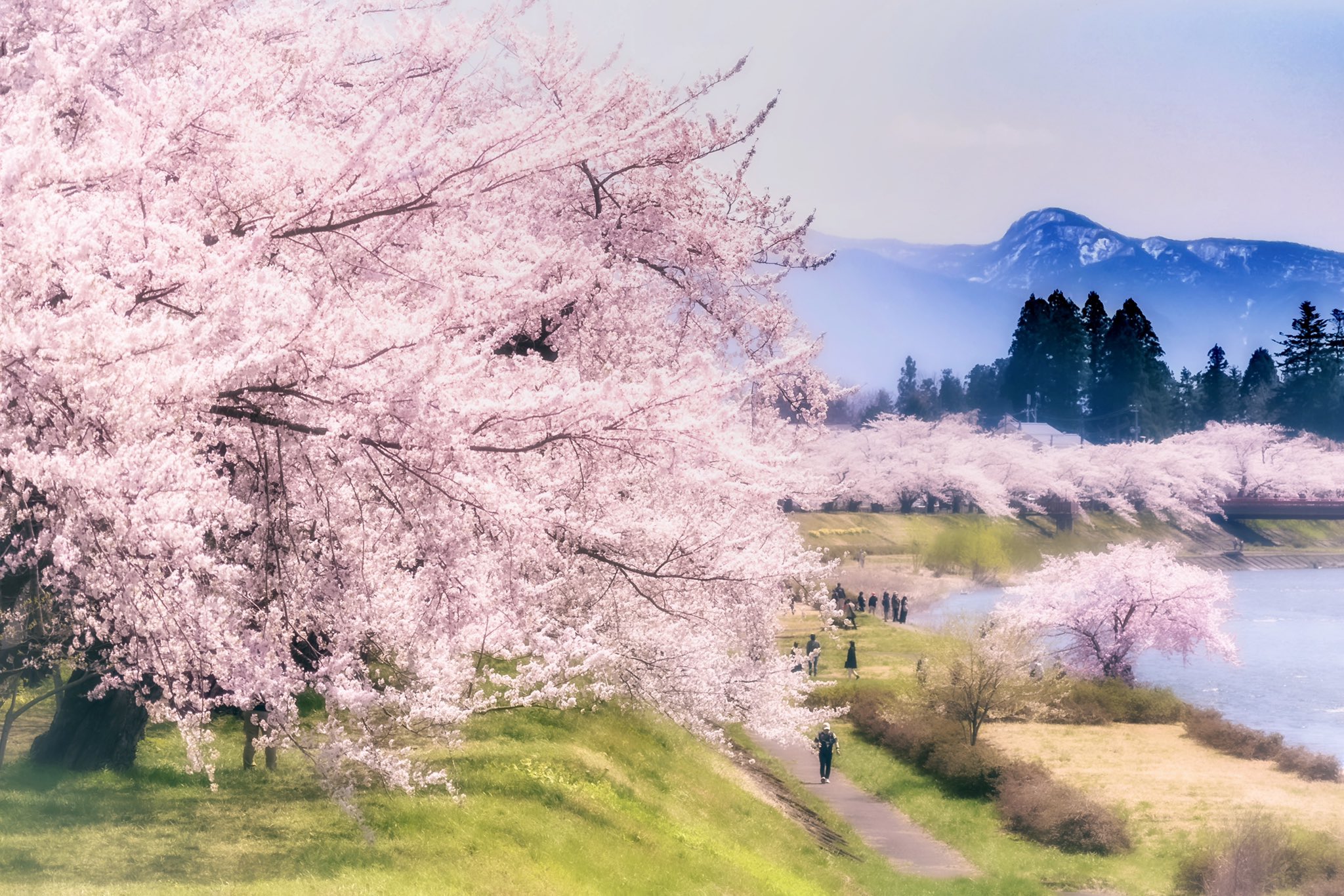 桜が綺麗 Twitter Search Twitter