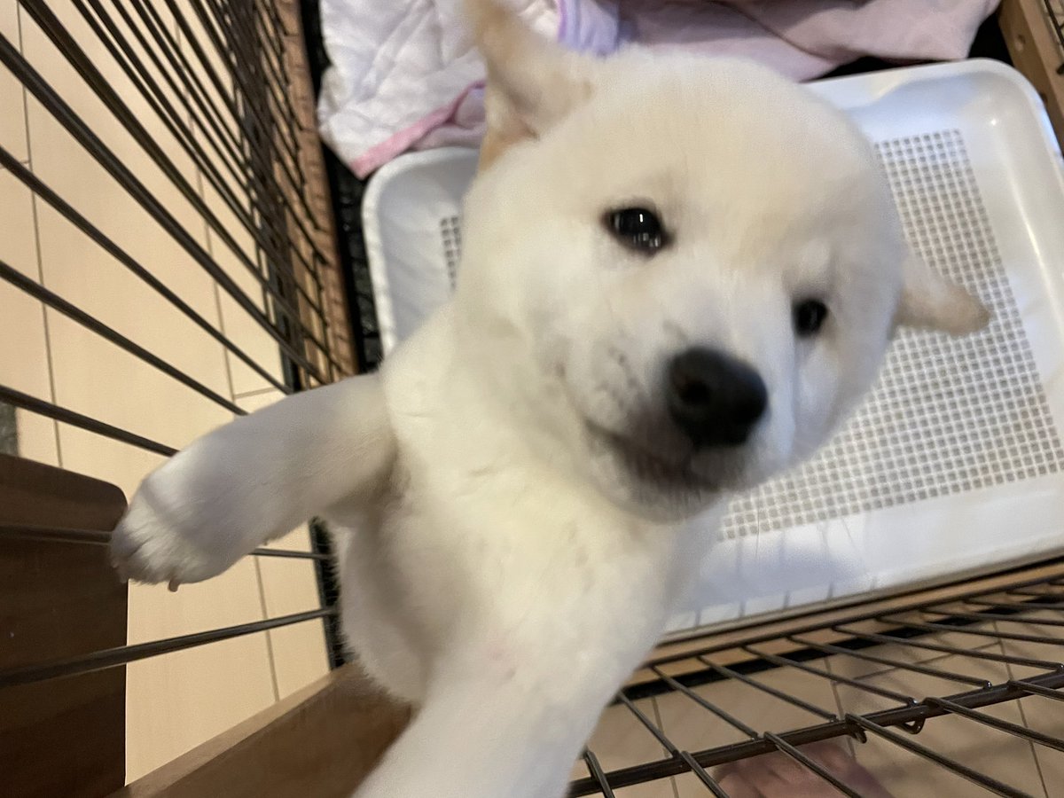 白豆柴犬そい Mamesibasoy0119 Twitter 白豆柴犬そい Mamesibasoy0119 Twitter