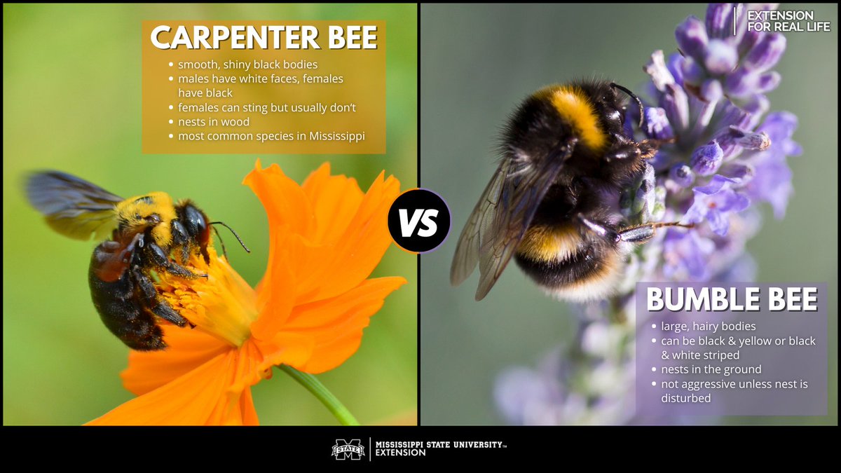 What’s the difference between a carpenter bee and a bumble bee? They look similar, but they are very different! 

🐝Learn more from our latest blog post: ow.ly/bCtI50Ezax6 #ExtensionForRealLife #MSUext