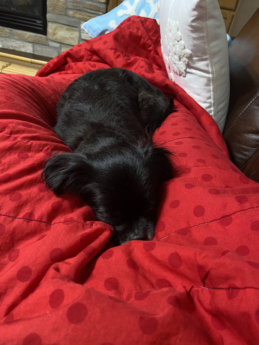 LauraBoatwrigh1's tweet image. #BuschCTOContest help BooBoo win the Busch Tasting Officer—give a like and retweet!