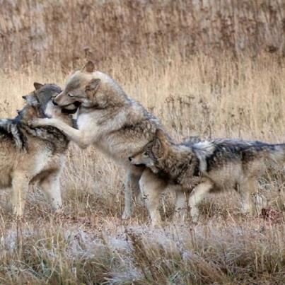 hourlywolvesbot's tweet image. HourlyWolves presents: