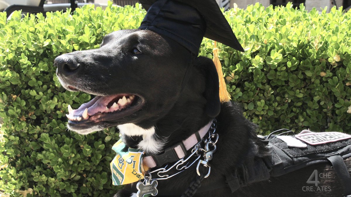 4cheCreates's tweet image. Senior Pride ~ feat. Sarah &amp;amp; Indigo🥳✨