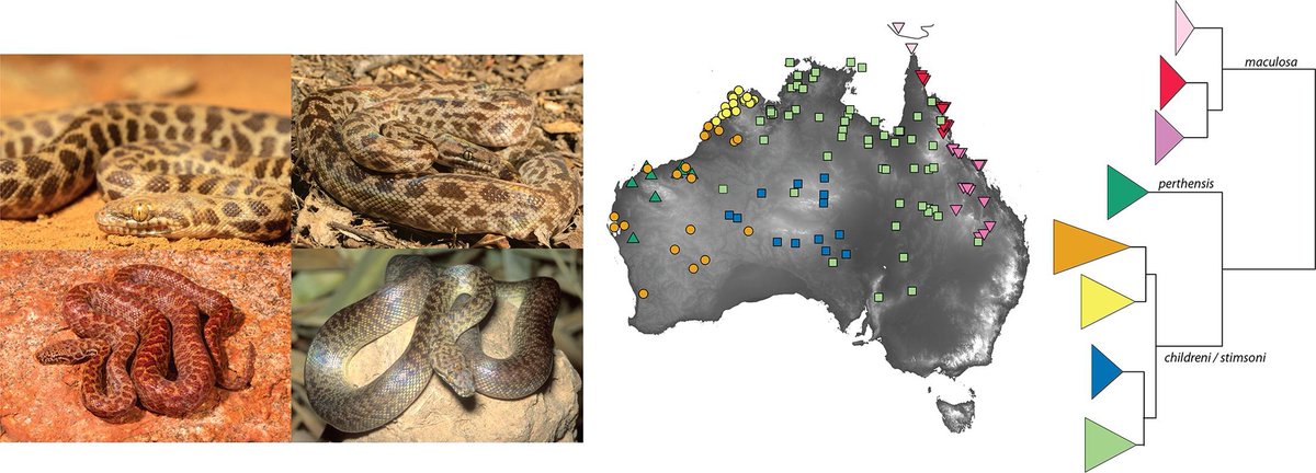 Those tiny pythons are finally sorted out. Check it out. Great work @DamienEsquerre and team! sciencedirect.com/science/articl… @CarlosJPavonV @DonnellanSteve @jehzim