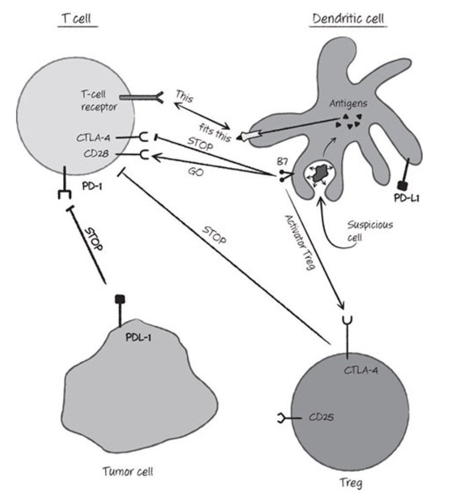 1/PD-1  #biology has had a renaissance in recent years #Immunology Schematic from "A Cure Within" ISBN 1621822176 p.33