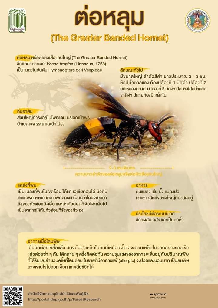 "ต่อหลุม!! แมลงพิษร้าย ต่อยถึงตาย" อ่านต่อ facebook.com/16080625461753…
#กลุ่มงานวิจัยกีฏวิทยาและจุลชีววิทยาป่าไม้ #สำนักวิจัยการอนุรักษ์ป่าไม้และพันธุ์พืช