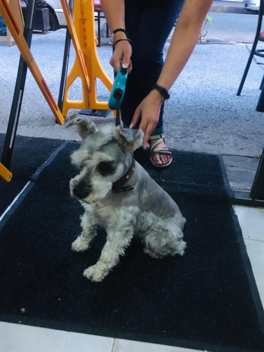 VecinosvAnzures's tweet image. Estamos buscando a sus dueños, favor de difundir @MarthaVAnzures